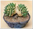 Ariocarpus scapharostrus - achizitionat