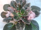 rebel-l rose bud