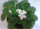 WHITE ROBI