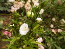 campanula persicifolia la belle