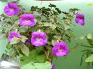 DSCN2113