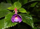 DSCN3129