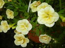 Calibrachoa Double Yellow (2016, Jul.06)