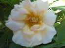 IMG_20160707_115540
