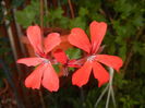 Mini Cascade Red (2016, July 14)