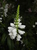 Physostegia virginiana Alba ('16,Jul.03)