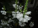 Physostegia virginiana Alba ('16,Jul.03)