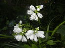 Physostegia virginiana Alba ('16,Jul.04)