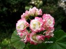 Appleblossom Rosebud.