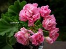 australian pink rosebud.
