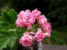australian pink rosebud