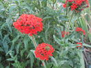 Lychnis calcedonica