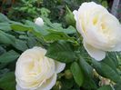Uetersen klosterrose