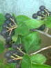 Aronia Hugin.19.07.2016