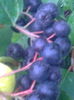 Aronia Nero,19.07.2016