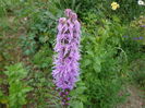 Liatris spicata