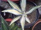 agava americana mediopicta lutea