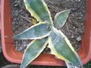 agava salmiana crassispina marginata