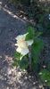 IMG-20160716-WA0002