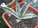 agava salmiana crassispina marginata