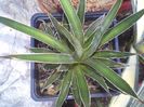 agava schidigera white stripe