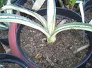 agave ingens mediopicta lutea