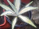 agava americana mediopicta lutea