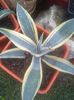 agave neglecta