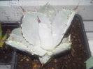 agave parryi truncata