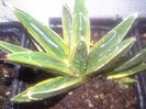 agava victoria reginae variegata