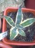 agava salmiana crassispina marginata