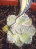 agava potatorum marginata