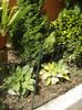 hosta in iulie (35)