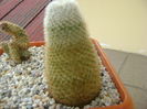Mammillaria supertexta