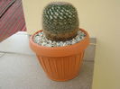 Mammillaria hahniana