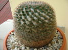 Mammillaria hahniana