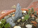 Minirocarie, Opuntia phaeacantha