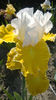 Celtic Melody 1