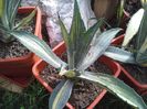 agava americana striata