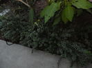 Euonymus