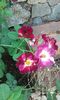 20160721_022223