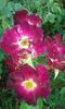 20160721_025407