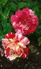 20160720_163433
