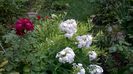 WP_20160719_16_23_50_Pro