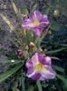 woodside amethyst