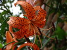 DSC09325