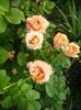 20160618_065915