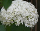 hydrangea arb. Annabelle