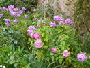 Mary Rose