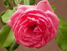 Coral Dawn